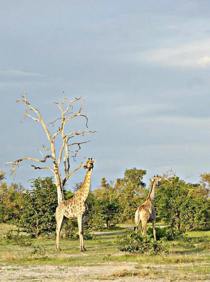 Kwalape Safari Lodge Kasane Exterior photo